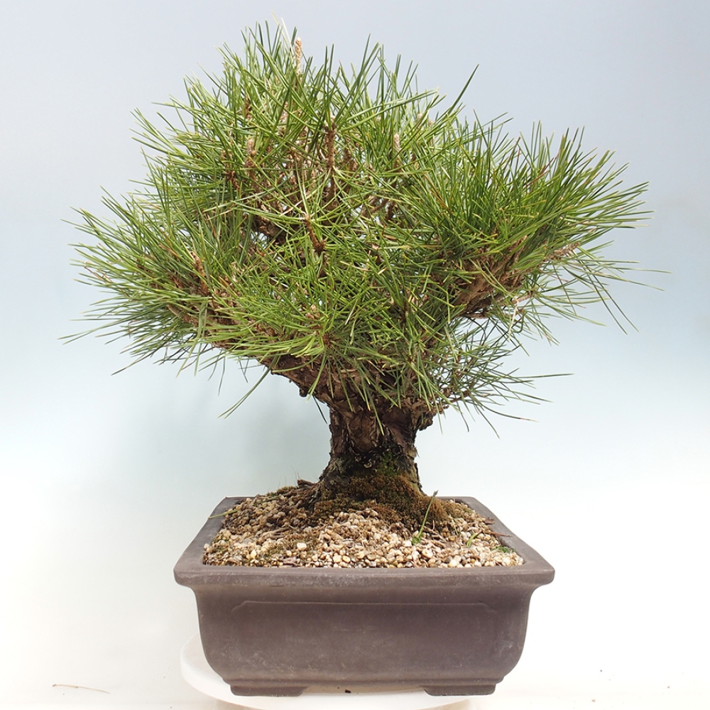 Vonkajšie bonsaje - Pinus thunbergii - borovica Thunbergova