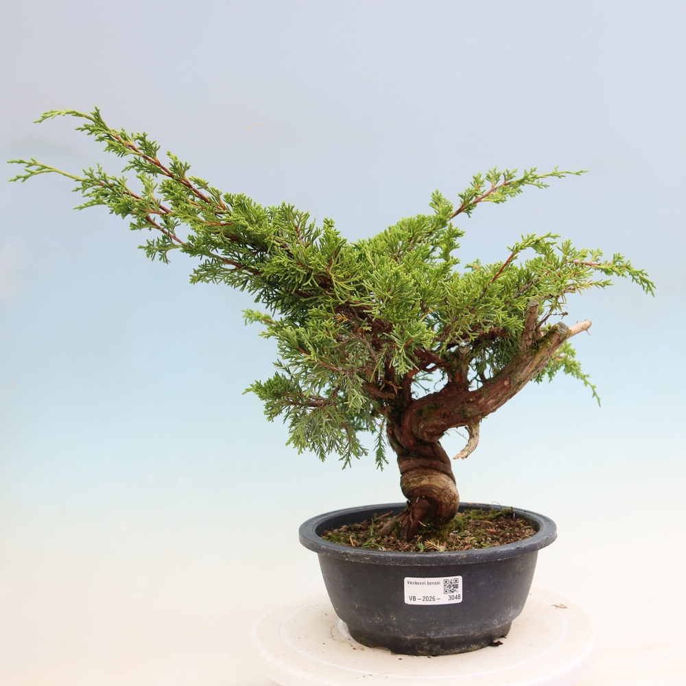 Vonkajší bonsai – Juniperus chinensis Itoigawa – čínsky jalovec