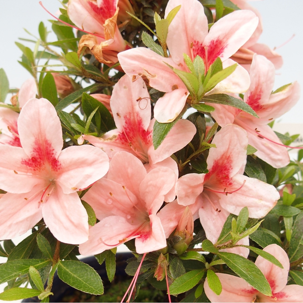 Vonkajší bonsai - Japonská azalka -  Azalea Nikko