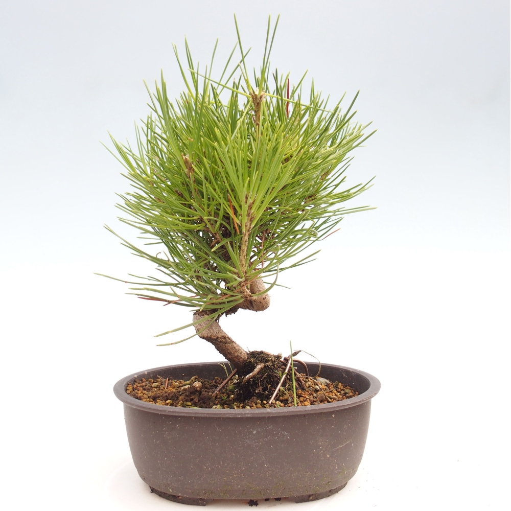 Vonkajší bonsai - Pinus thunbergii - Borovica thunbergova