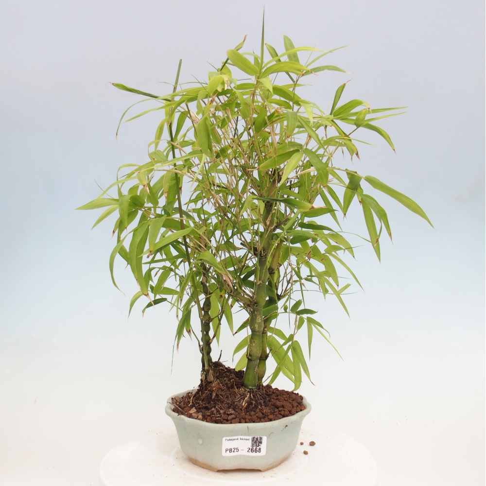 Izbová bonsai - Bambus budha-Bambus budhovo brucho