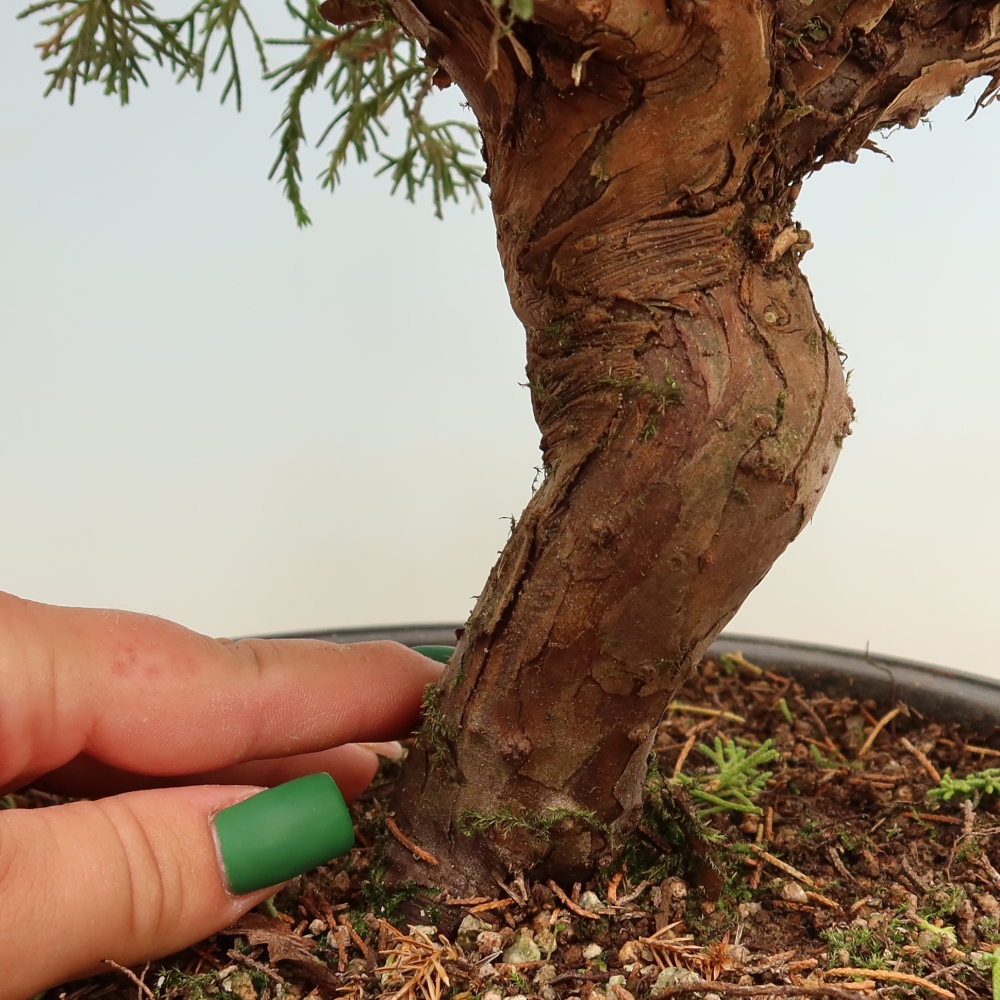 Vonkajší bonsai – Juniperus chinensis Itoigawa – čínsky jalovec