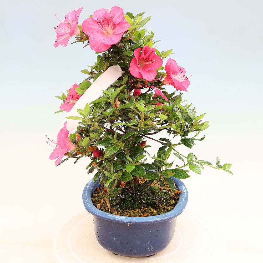 Vonkajšie bonsaje - Japonské azalky - Azalea Kobai