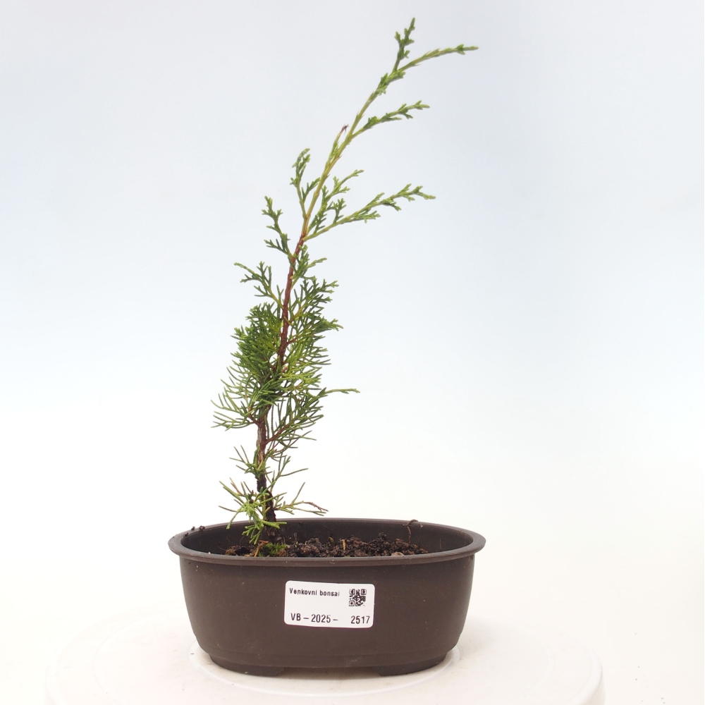 Vonkajší bonsai - Juniperus chinensis Itoigawa -Jalovec čínsky