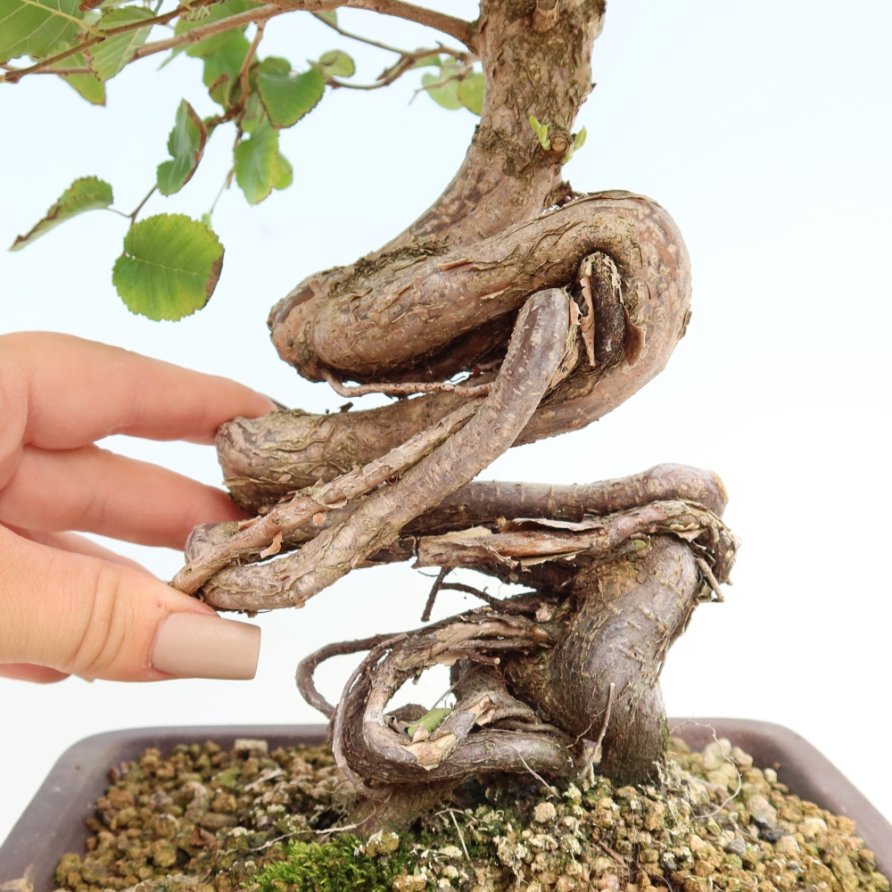 Vonkajšie bonsaje -Carpinus CARPINOIDES - Hrab kórejský