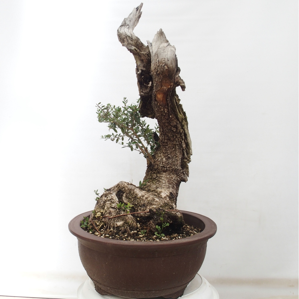 Izbová bonsai - Olea europaea sylvestris -Oliva evropská drobnolistá