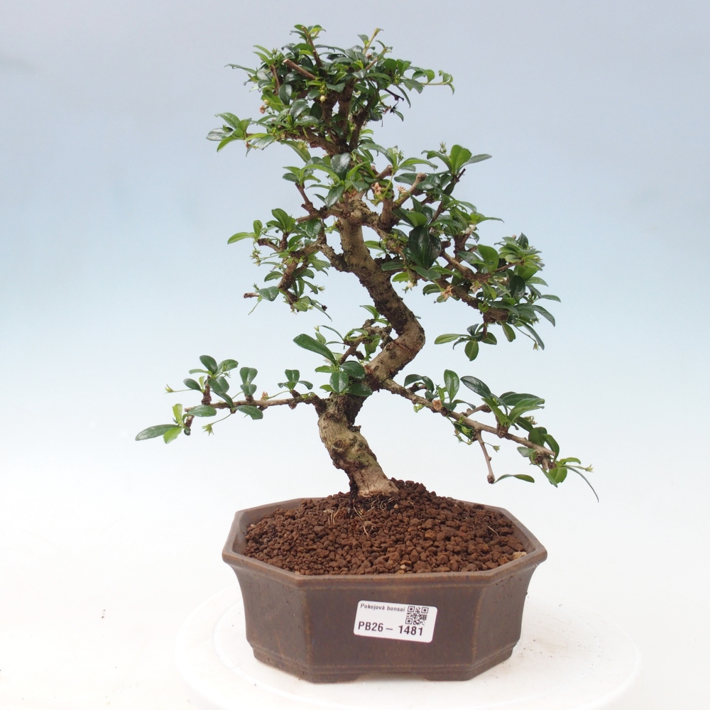 Izbové bonsaje - Carmona macrophylla - Tea fuki