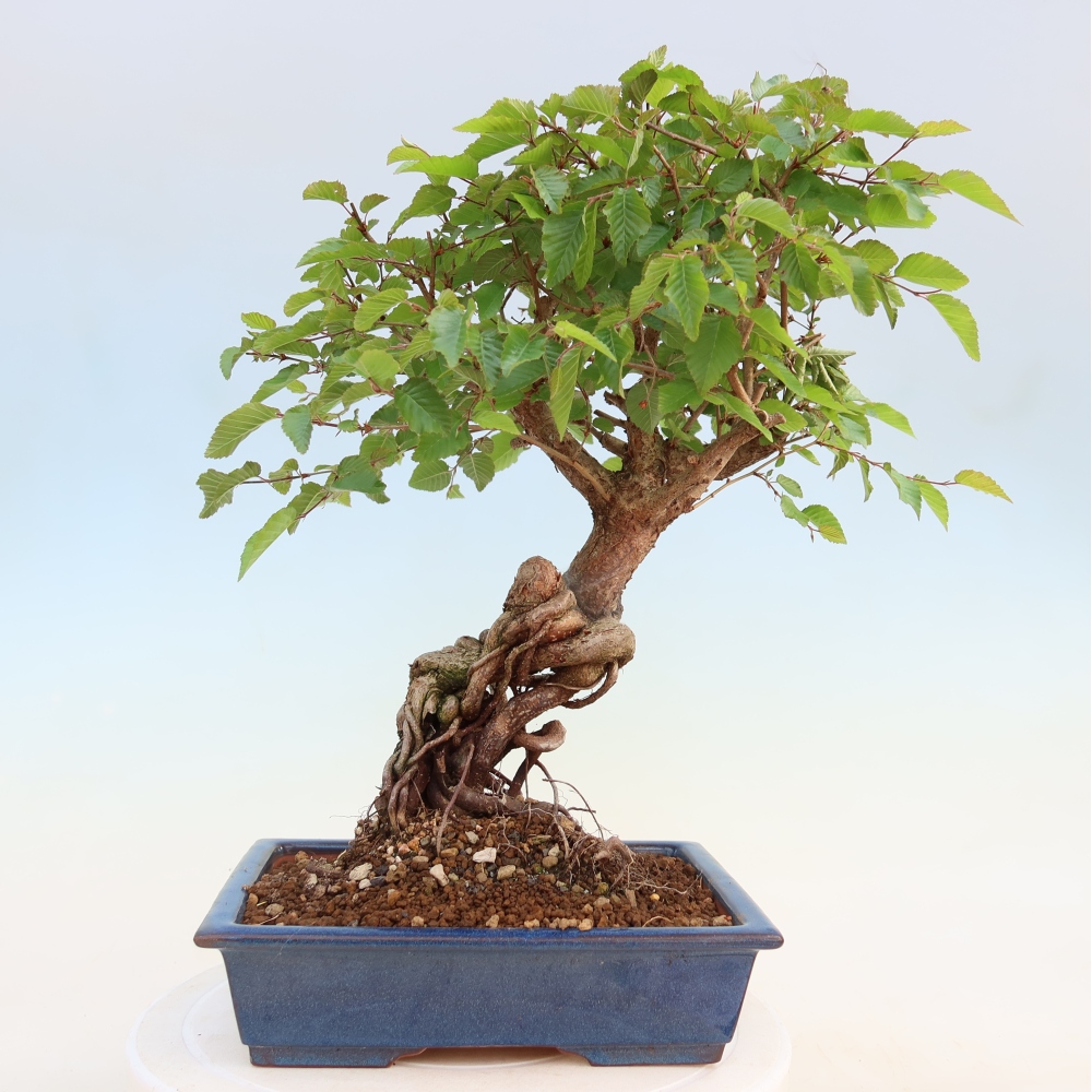 Vonkajší bonsaj -Carpinus coreana - Hrab kórejský