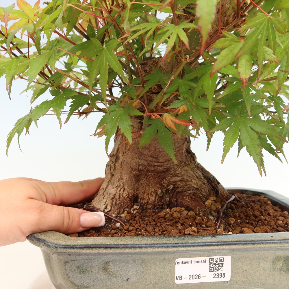Vonkajšie bonsaje - Javor Burger - Acer Burgerianum