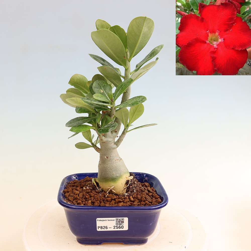 Izba bonsai – Adenium obesum Red Star – Púštna ruža