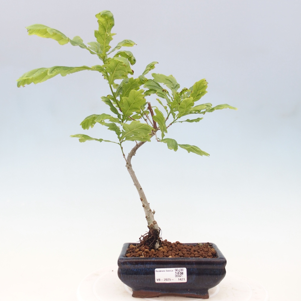 Vonkajšie bonsai - Quercus robur - Dub letný