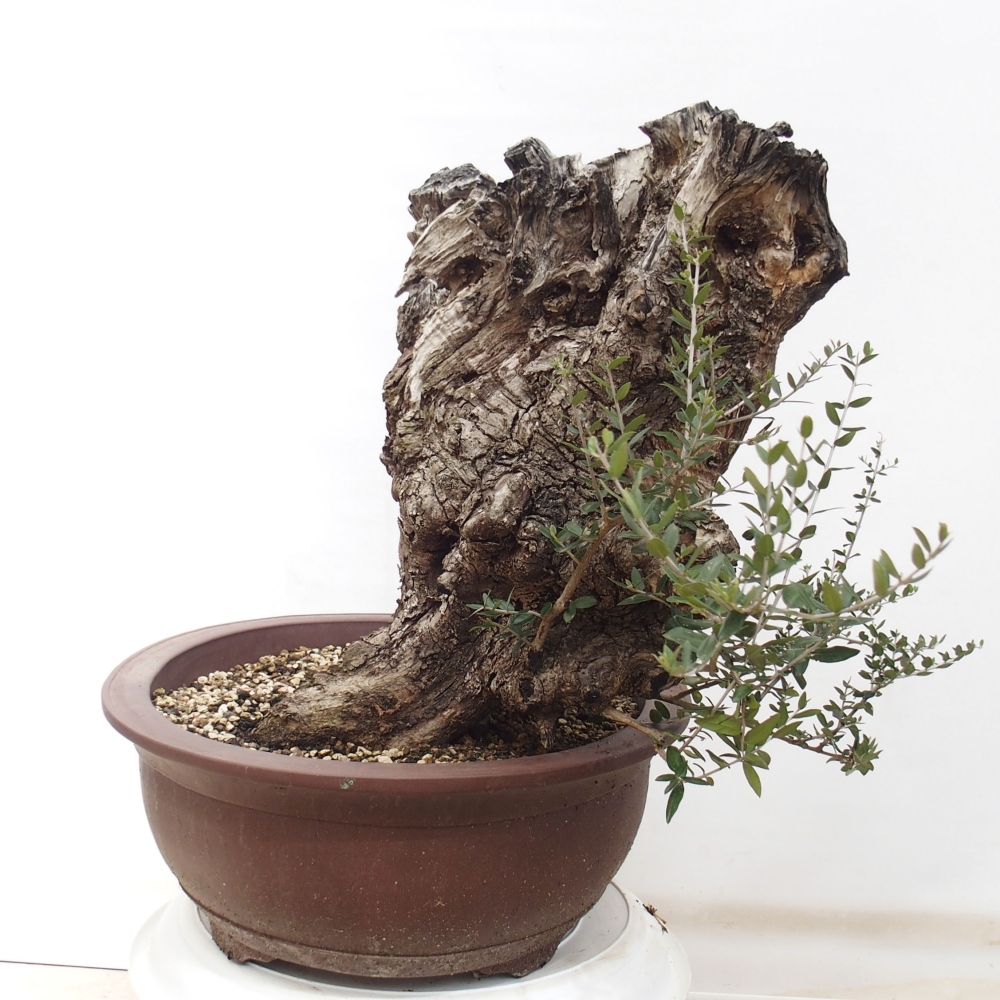 Izbová bonsai - Olea europaea sylvestris -Oliva evropská drobnolistá