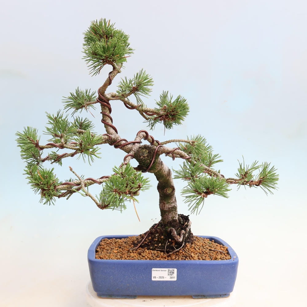 Vonkajšie bonsaje – Pinus mugo Humpy – borovica krivá