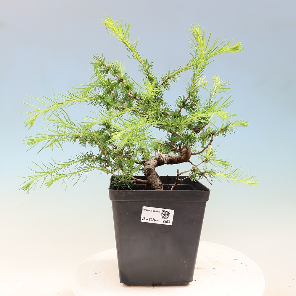 Vonkajšie bonsaje -Larix decidua - Smrekovec