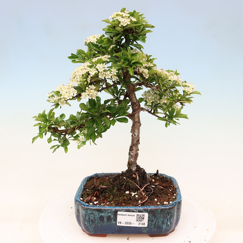 Vonkajší bonsai – Pyracantha teton – Hlohovec šarlátový
