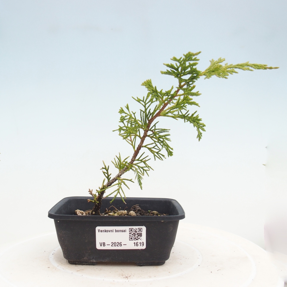Vonkajší bonsaj - Juniperus chinensis Itoigawa