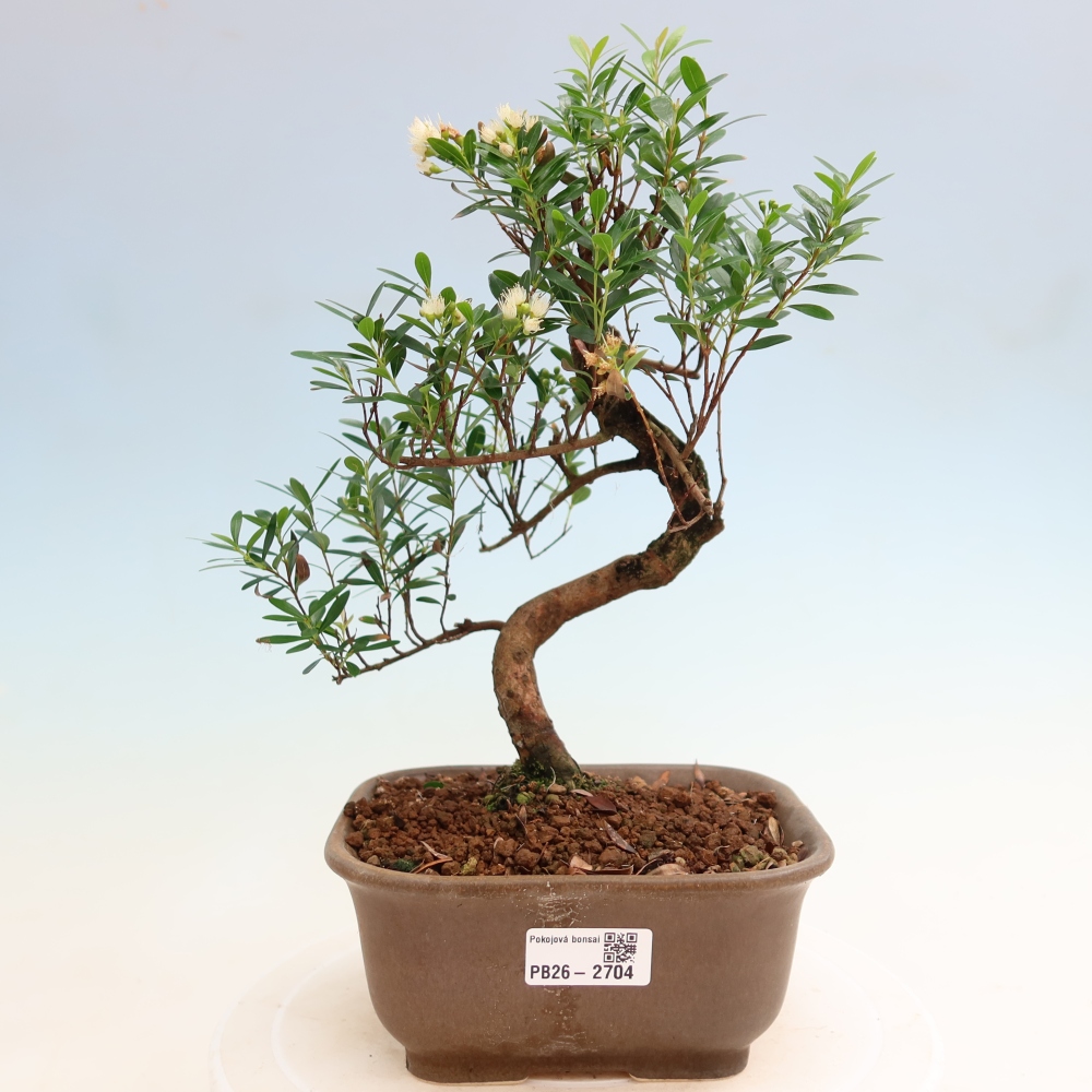 Izbové bonsaje - Syzygium - Pimento