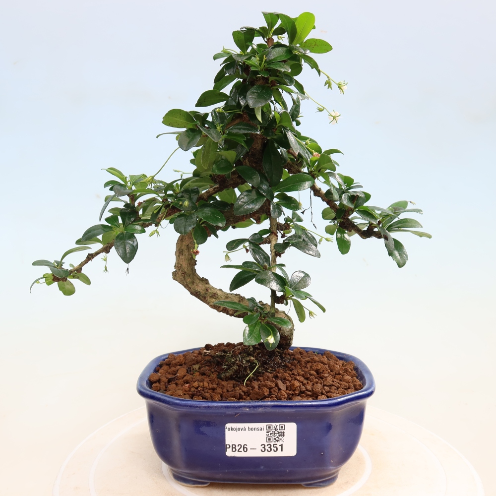 Izbové bonsaje - Carmona macrophylla - Tea fuki