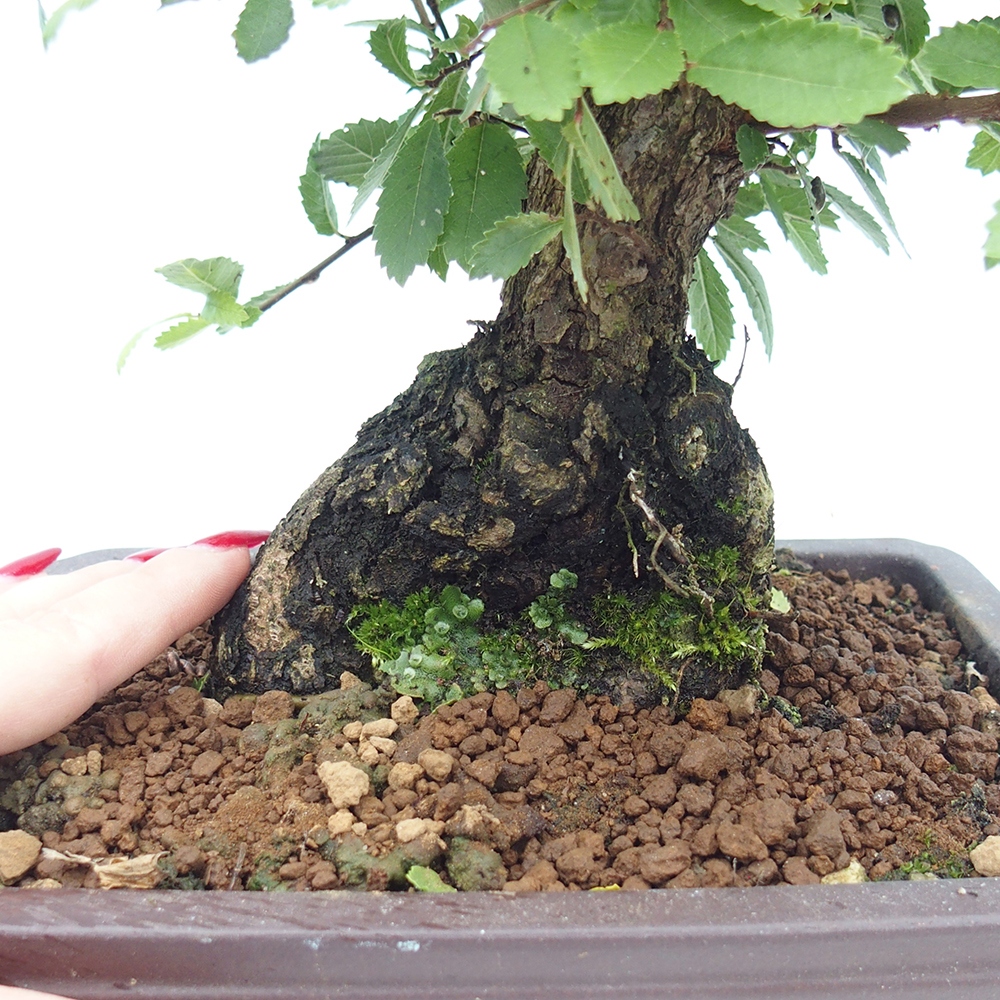 Vonkajšie bonsaje - Zelkova - Zelkova NIRE