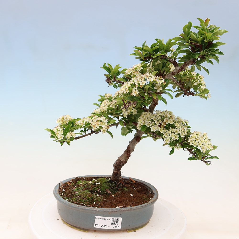 Vonkajší bonsai – Pyracantha teton – hlohovec šarlátový