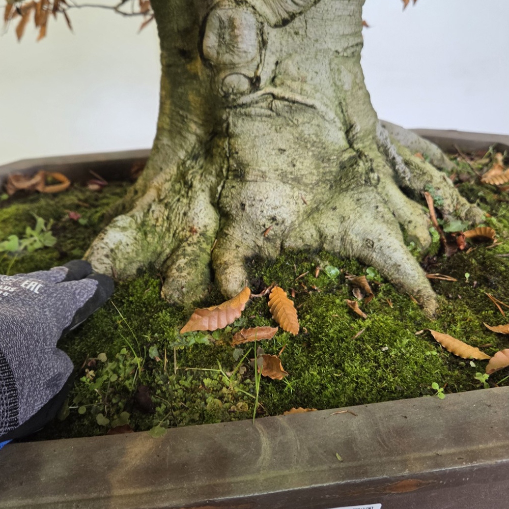 Vonkajšie bonsai -Fagus crenata