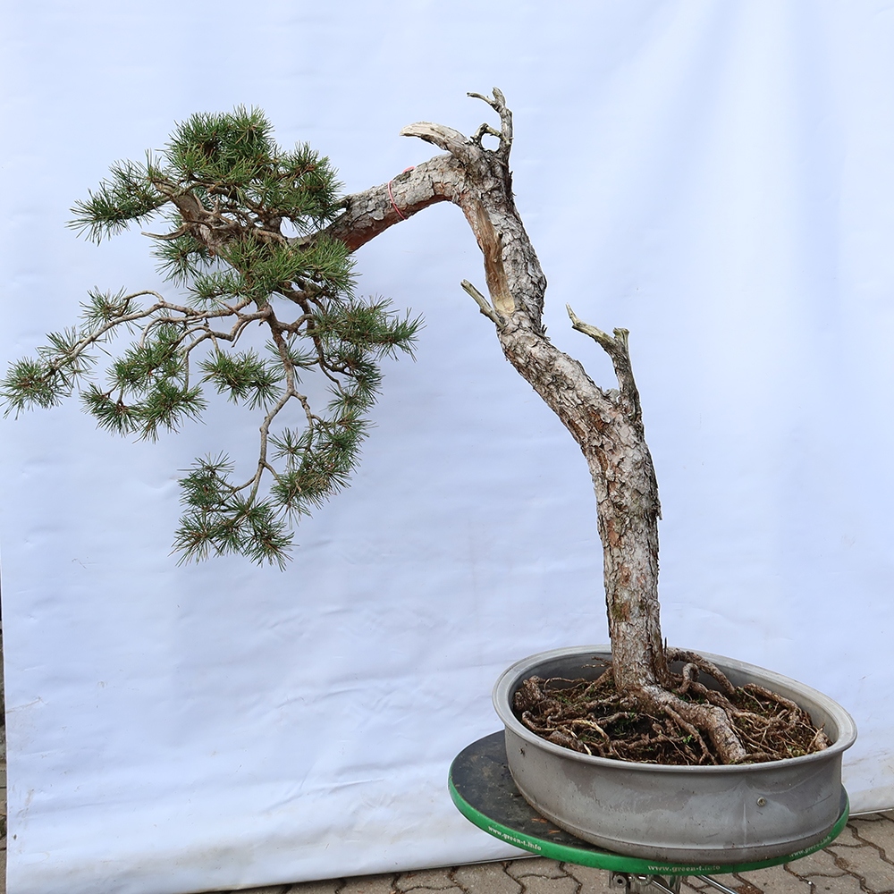 Pinus sylvestris Španielsko – borovica lesná