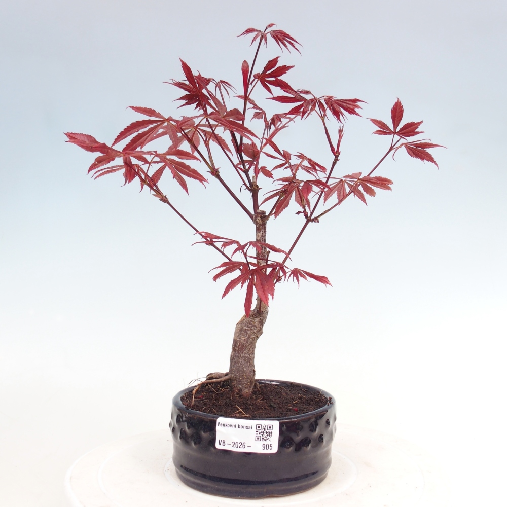 Vonkajšia bonsaj - palma Acer. Atropurpureum-Javor palmový