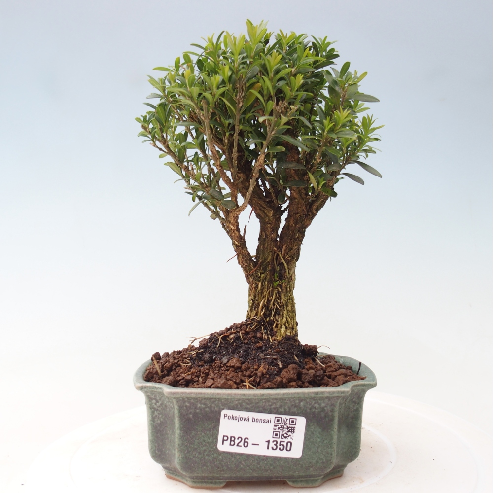 Izbové bonsaje - Buxus harlandii - korkový buxus