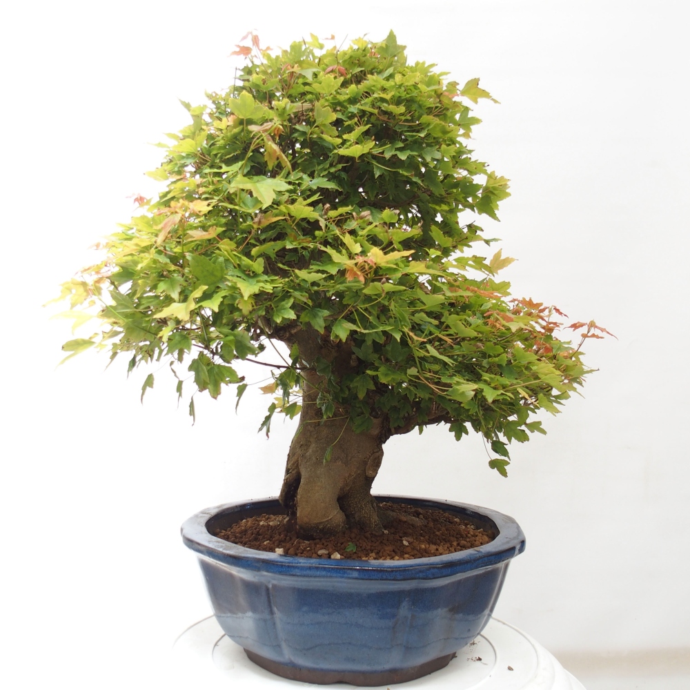 Vonkajšie bonsai - Javor Buergerianum - Javor Burgerův