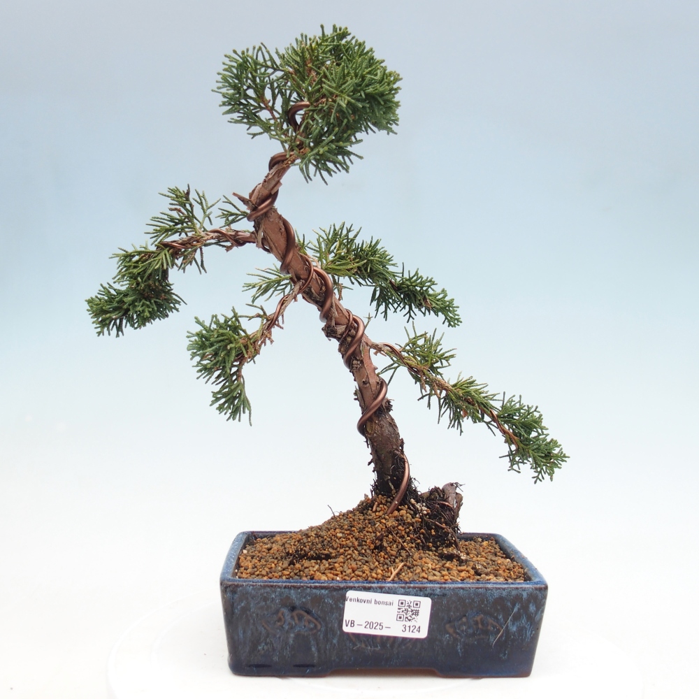Vonkajší bonsai - Juniperus chinensis Kishu -Jalovec čínsky