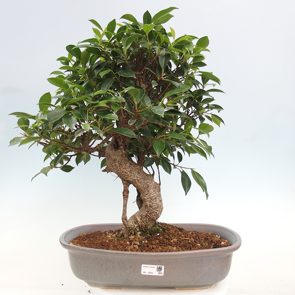 Izbový bonsaj - Ficus kimmen - drobnolistý fikus - len osobný odber alebo preprava na paletách