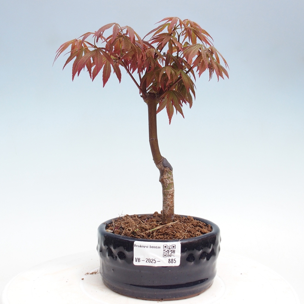 Vonkajší bonsai - Acer palm. Atropurpureum-Javor dlanitolistý
