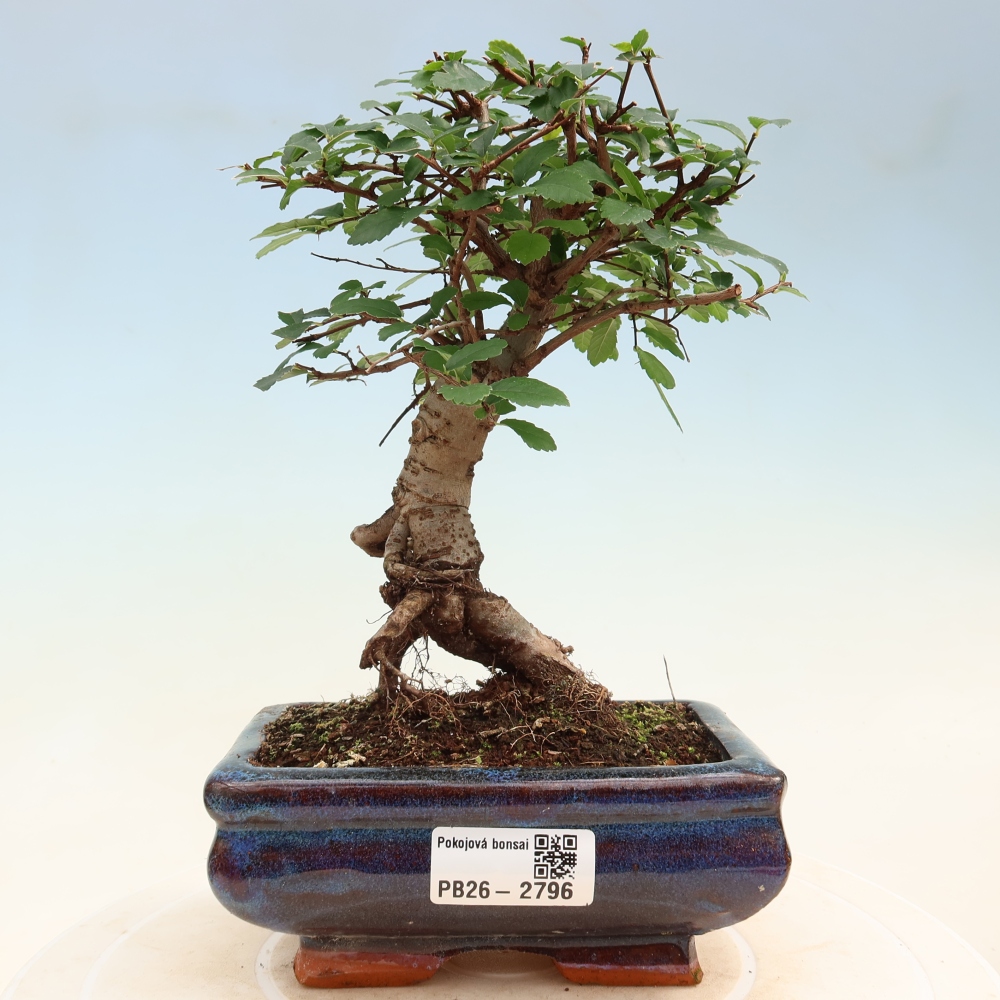 Izbový bonsaj - Ulmus parvifolia - brest malolistý