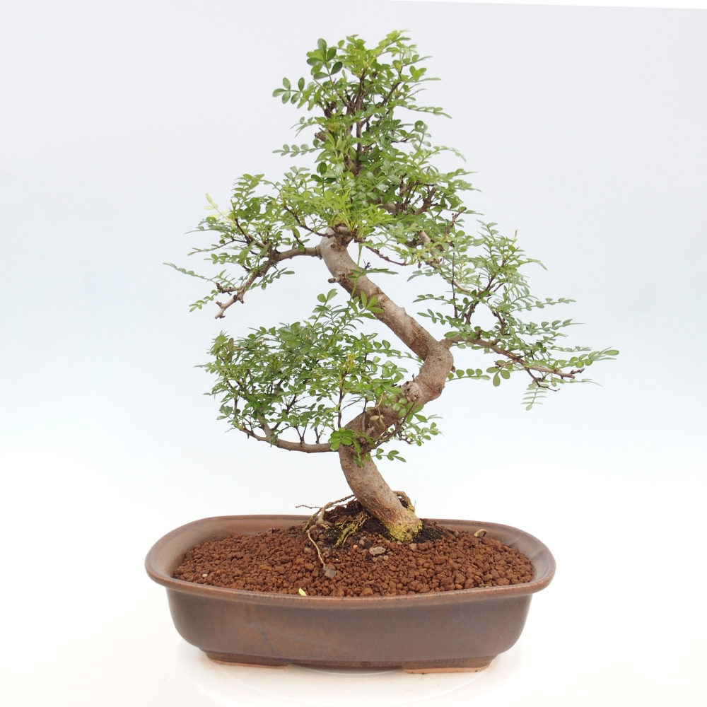 Izbová bonsai - Zantoxylum piperitum - korenistý