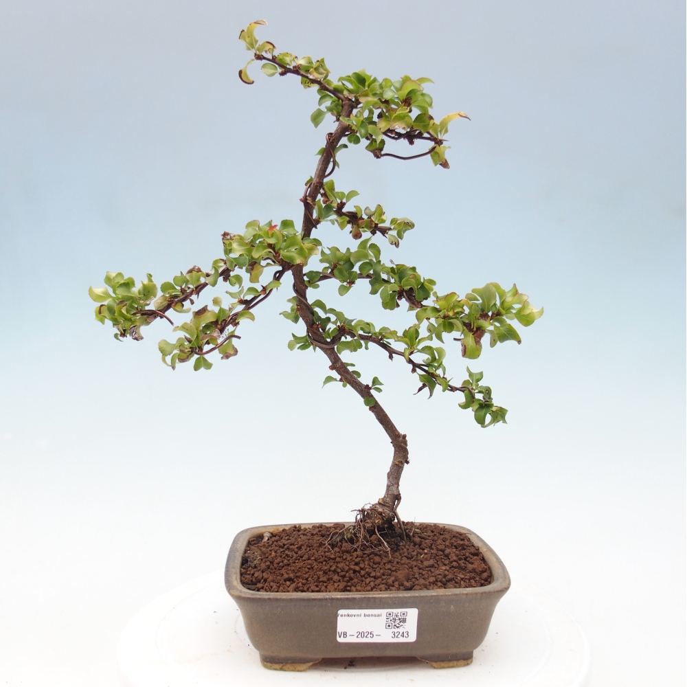 Vonkajšie bonsai - Chaneomeles s. Red Joy - Dulovec