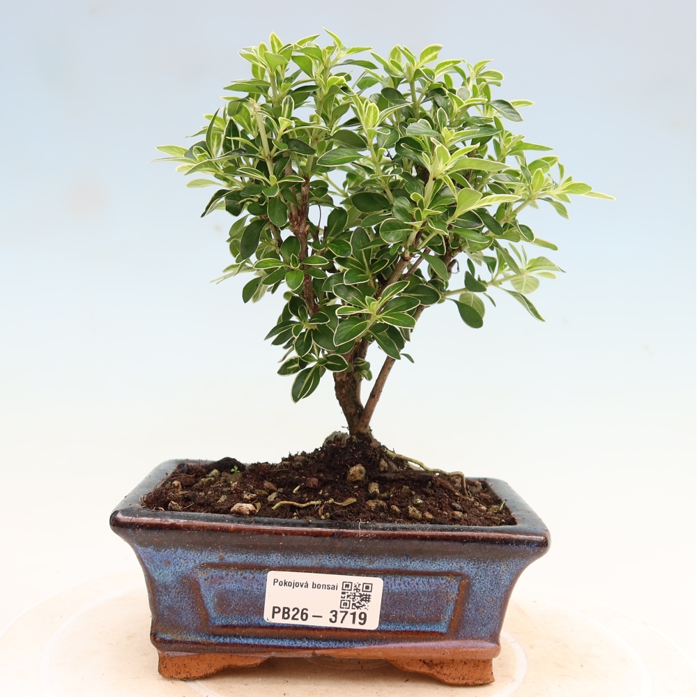 Izba bonsai – Serissa foetida Variegata – Strom tisíc hviezd