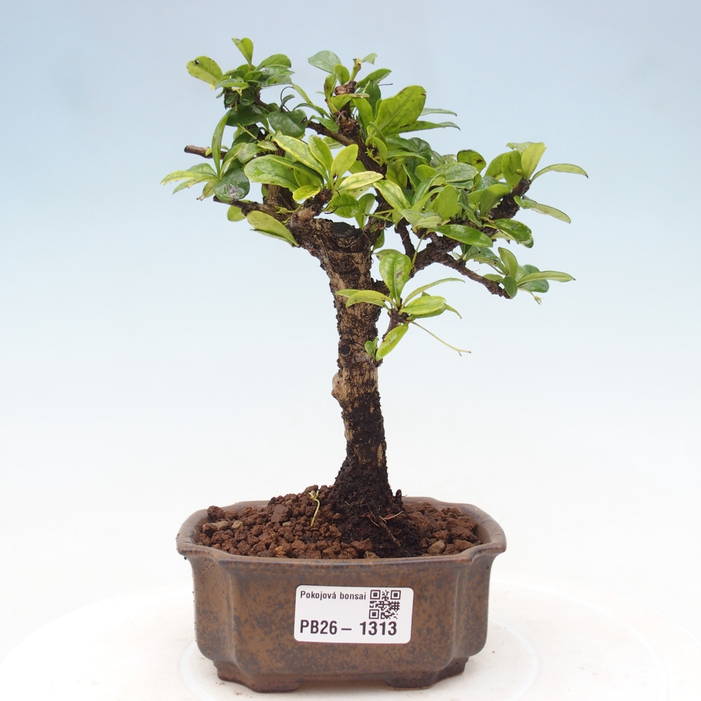 Izbové bonsaje - Carmona macrophylla - Tea fuki