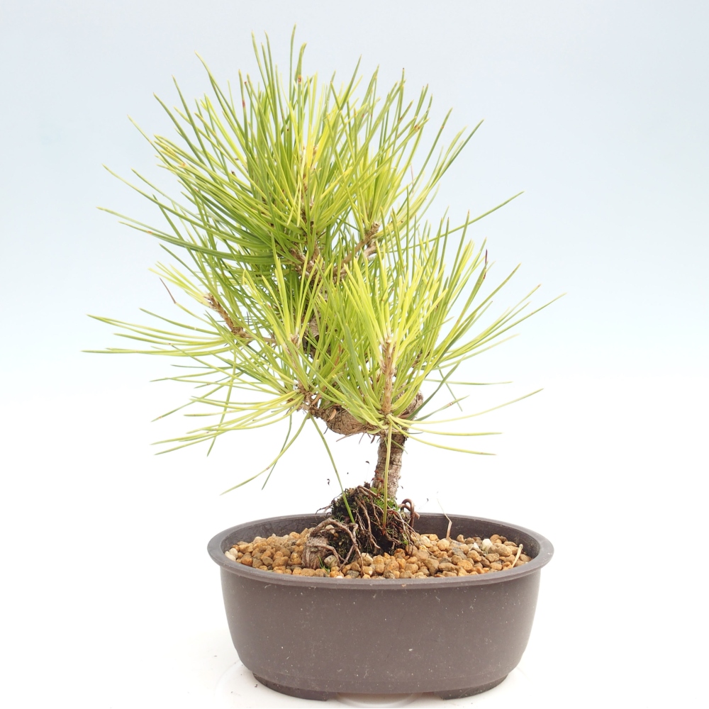 Vonkajší bonsai - Pinus thunbergii - Borovica thunbergova