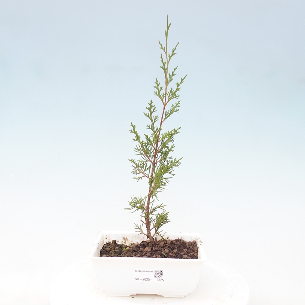 Vonkajší bonsai - Juniperus chinensis Itoigawa -Jalovec čínsky