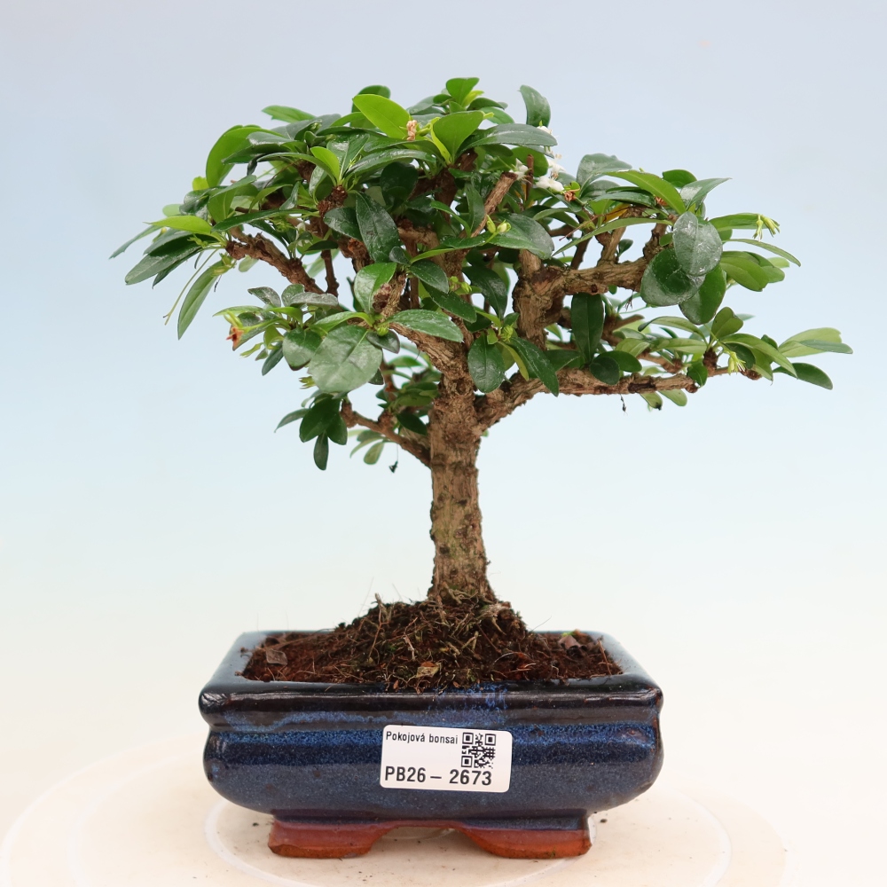 Izbové bonsaje - Carmona macrophylla - Tea fuki