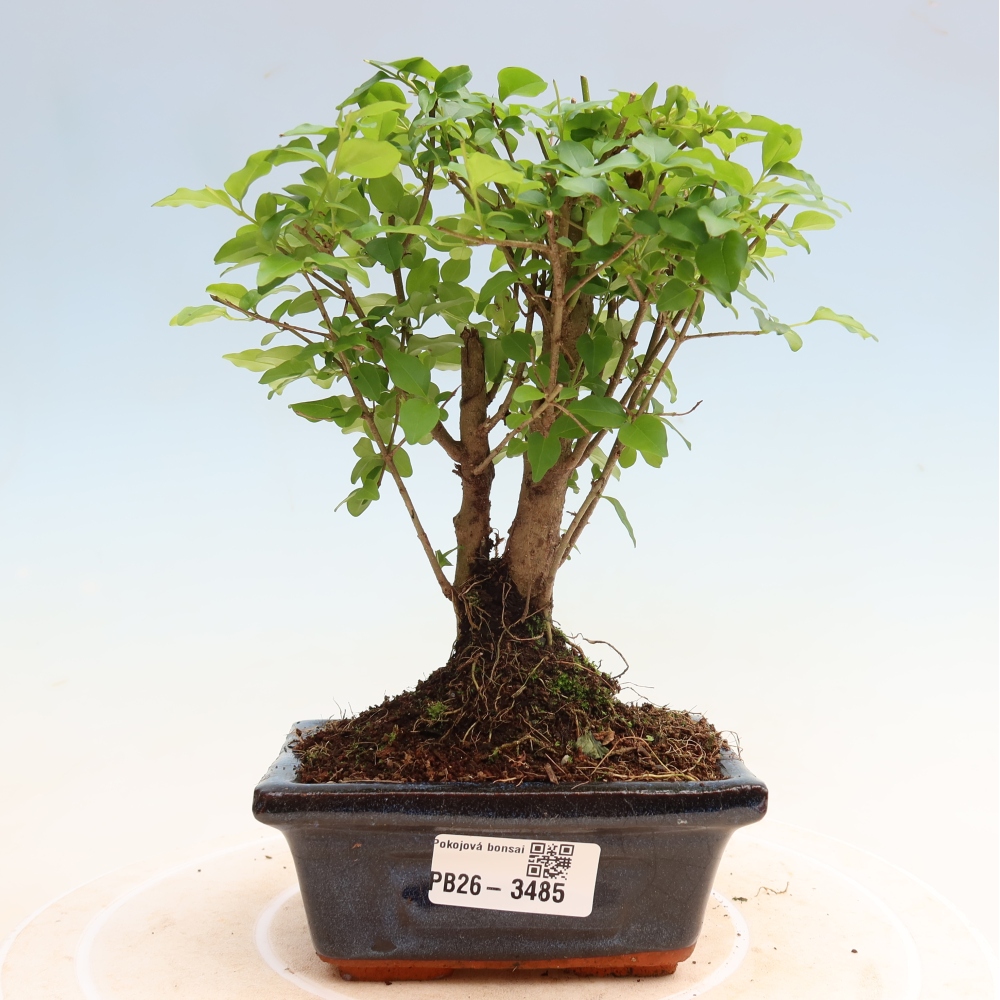 Izbový bonsaj -Ligustrum chinensis - Vtáčí zobák