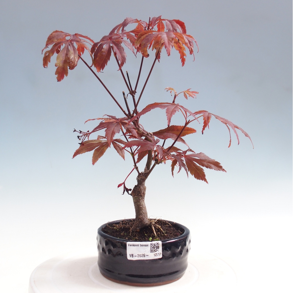 Vonkajšia bonsaj - palma Acer. Atropurpureum-Javor palmový
