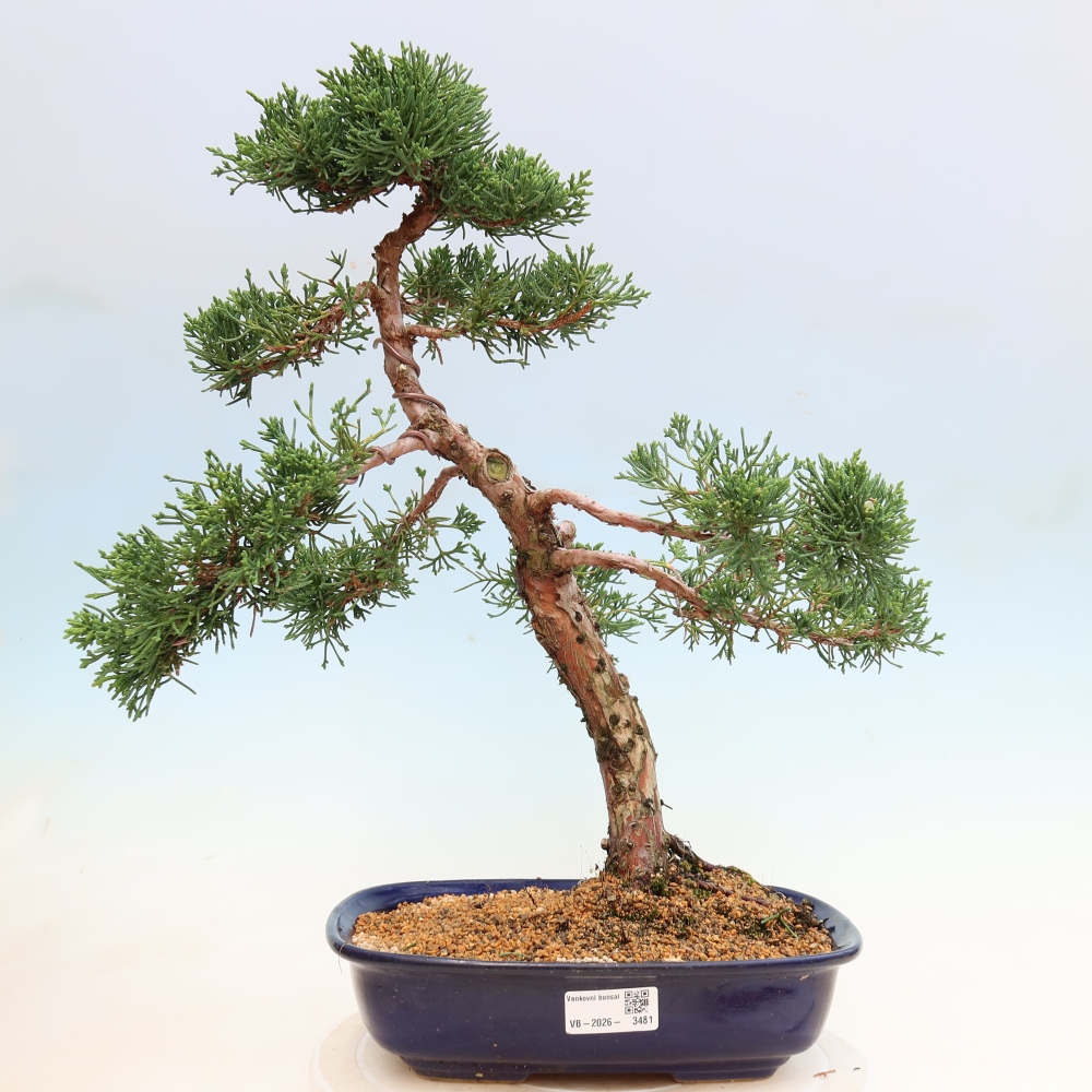 Vonkajší bonsaj - Juniperus chinensis Kishu