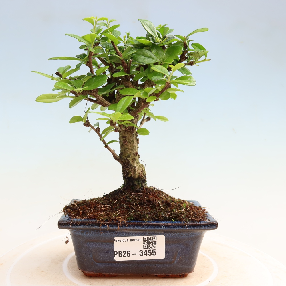 Izbové bonsaje - Carmona macrophylla - Tea fuki