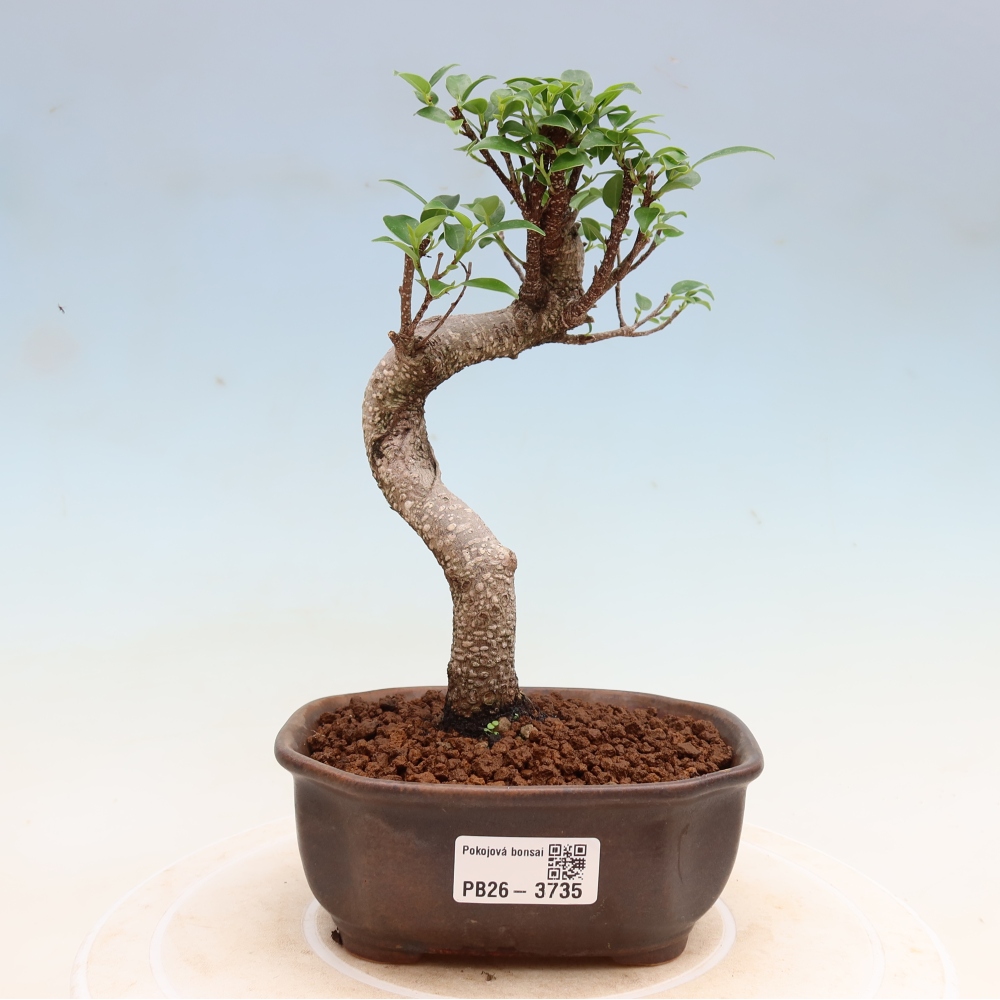 Izbové bonsaje - Ficus kimmen - drobnolistý fikus