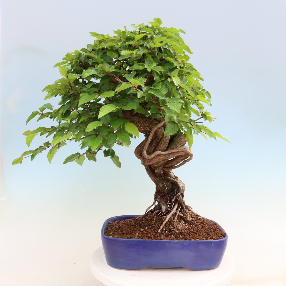 Vonkajší bonsaj -Carpinus coreana - Hrab kórejský