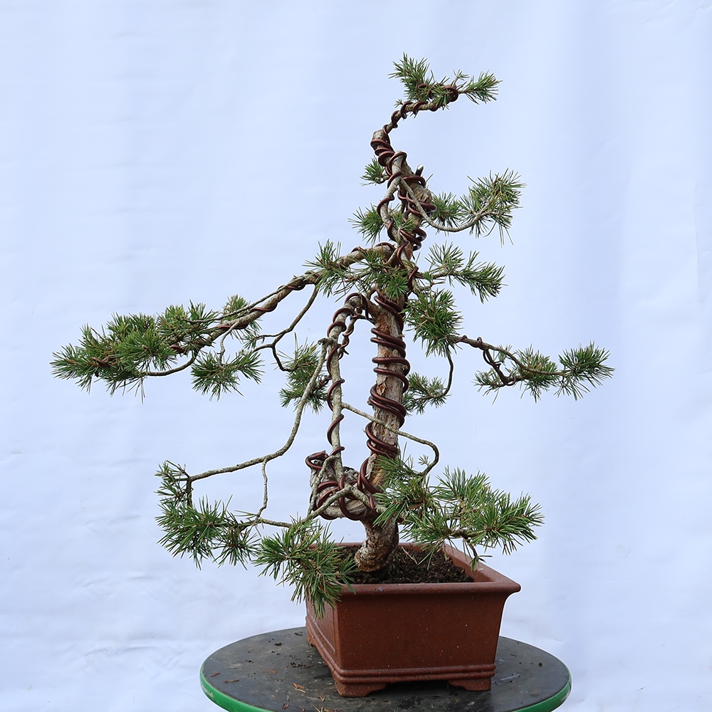 Pinus sylvestris Španielsko – borovica lesná