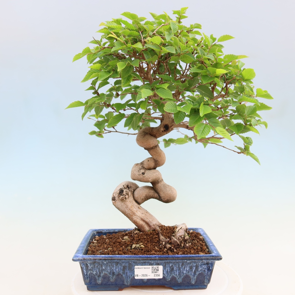 Vonkajší bonsaj -Carpinus coreana - Hrab kórejský
