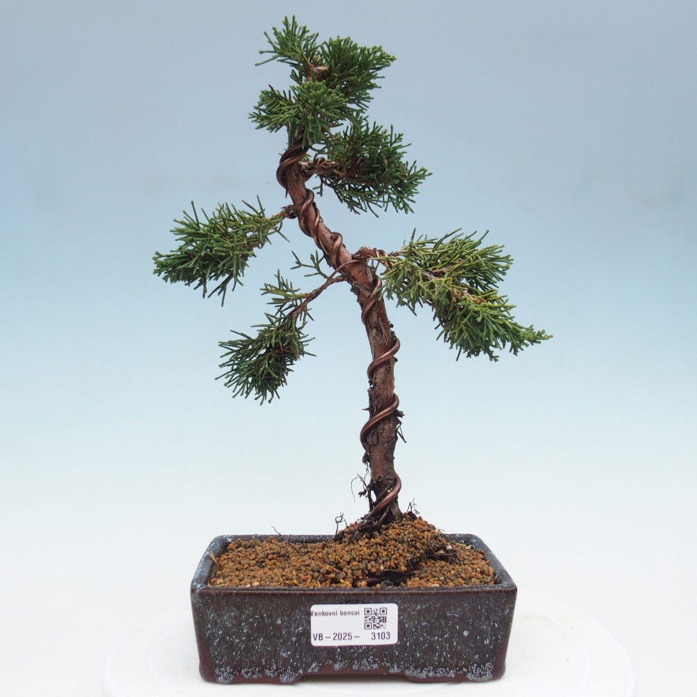 Vonkajší bonsai - Juniperus chinensis Kishu -Jalovec čínsky