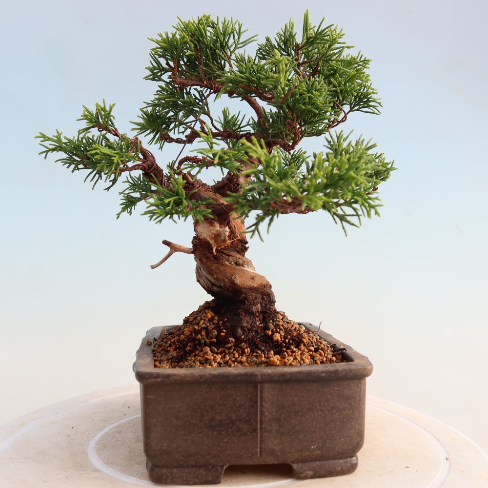Vonkajší bonsai - Juniperus chinensis Itoigawa -Jalovec čínsky